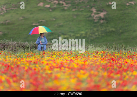 Pentire West; Bereich der Mohn und Mais Ringelblumen; Newquay; Cornwall; UK Stockfoto
