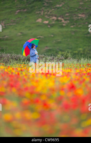 Pentire West; Bereich der Mohn und Mais Ringelblumen; Newquay; Cornwall; UK Stockfoto