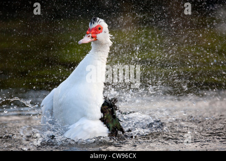 Barbarie-Ente; Cairina Moschata; Baden; UK Stockfoto