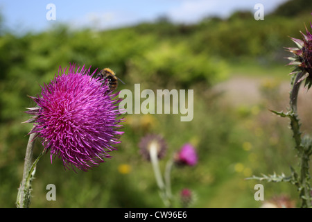 Nickende Distel; Blütenstandsboden Nutans; Hummel auf Blume; UK Stockfoto