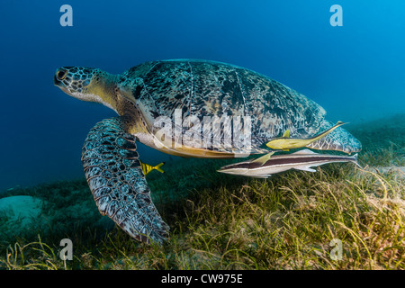 Grüne Schildkröte auf Seegras Stockfoto