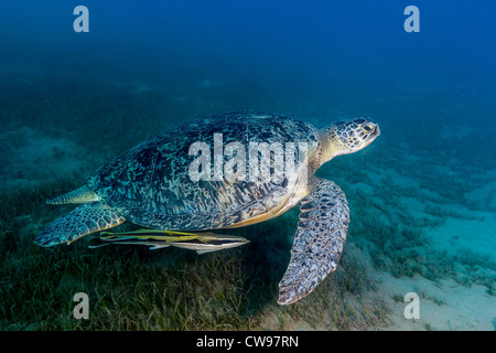 Grüne Schildkröte schwimmen über Seegras Stockfoto