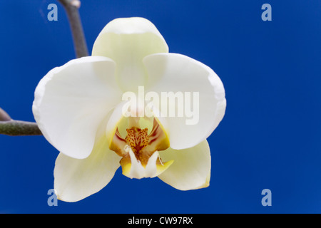 Orchidee Blume; Nahaufnahme Stockfoto
