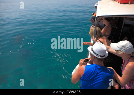 Glasboden Touristenboot auf der Suche nach der Unechten Karettschildkröte (Caretta Carreta) Laganas, Zakynthos Südinsel, Zakynthos, Griechenland Stockfoto