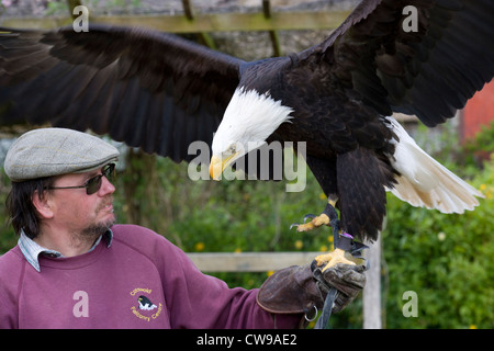 Moreton-in-Marsh: Weißkopf-Seeadler Stockfoto