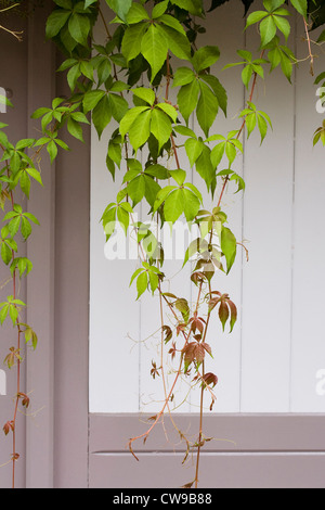 Parthenocissus Quinquefolia. Wildem Wein wächst um eine lackierte Tür. Stockfoto