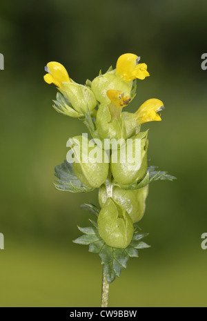 GRÖßERE gelb-RATTLE Rhinanthus Angustifolius (Scrophulariaceae) Stockfoto