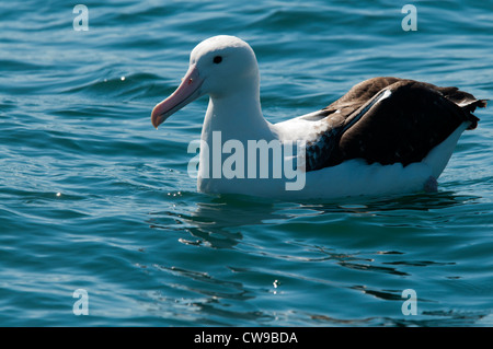 Nördlichen Royal Albatros Schwimmen im Pazifischen Ozean in der Nähe der Küste von Kaikoura in Neuseeland.  Nördlicher Königsalbatros Stockfoto