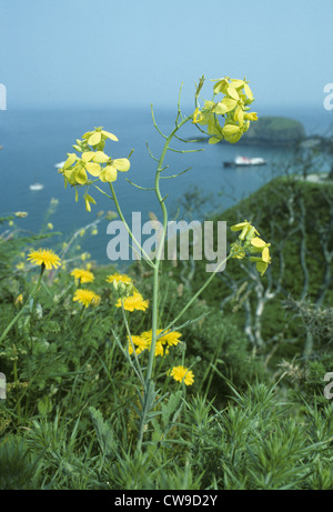 Lundy Kohl (Coincya Wrightii) Stockfoto