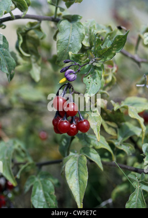 BITTERSÜß Solanum Dulcamara (Solanaceae) Stockfoto