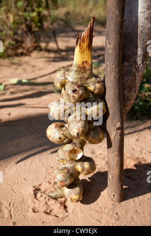 Myanmar, Burma, in der Nähe von Bagan. Palm Kernel aus Zucker-Palme (Palme Toddy), Borassus Flabellifer. Stockfoto