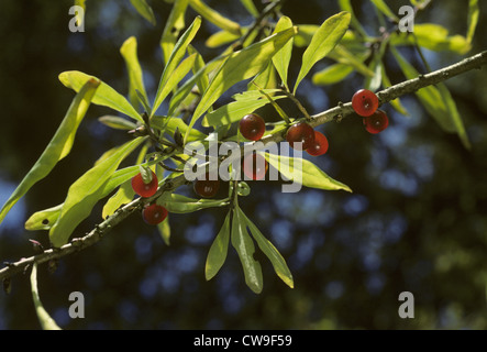 SEIDELBAST Daphne Mezereum (Thymelaeaceae) Stockfoto