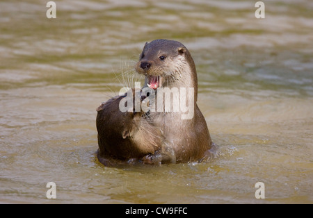 Europäische OTTER (Lutra Lutra) zwei spielen im Wasser, Surrey, UK. In Gefangenschaft Stockfoto