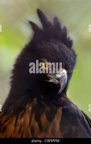 BLACK und CHESTNUT EAGLE (Spizaetus Isidori) Venezuela. In Gefangenschaft Stockfoto