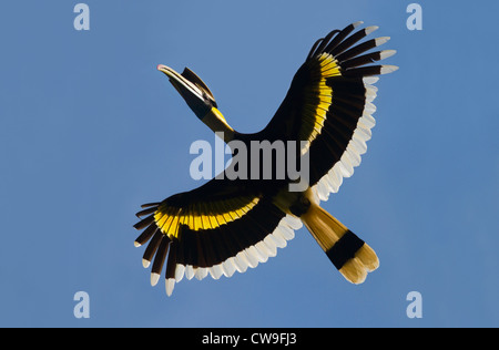 GROßES HORNBILL (Buceros Bicornis) im Flug, Sri Phang Nga Nationalpark, Süd-Thailand. Stockfoto