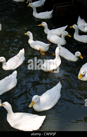 Weiße Ente in See Stockfoto