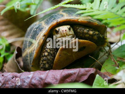 VERLÄNGERTE oder YELLOW-HEADED Schildkröte (Indotestudo Elongata) Krabi Provinz, Süd-Thailand. Vom Aussterben bedrohte Arten. Stockfoto