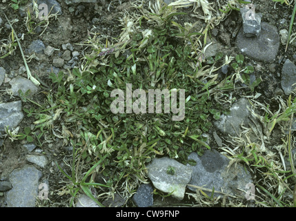 Vogels-Fuß Klee Trifolium Ornithopodioides (Fabaceae) Stockfoto