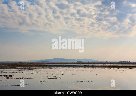 Überfluteten Felder auf Überwinterung sind für Kraniche (Grus Grus). Extremadura. Spanien. Stockfoto