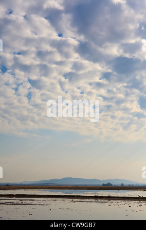 Überfluteten Felder auf Überwinterung sind für Kraniche (Grus Grus). Extremadura. Spanien. Stockfoto