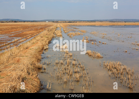 Überfluteten Felder auf Überwinterung sind für Kraniche (Grus Grus). Extremadura. Spanien. Stockfoto