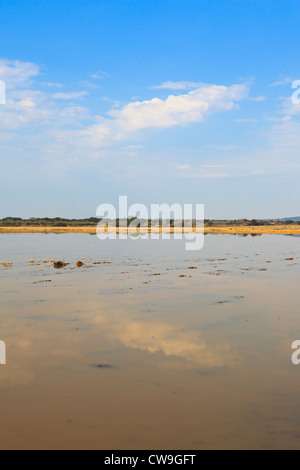 Überfluteten Felder auf Überwinterung sind für Kraniche (Grus Grus). Extremadura. Spanien. Stockfoto