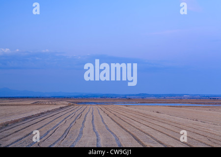 Überfluteten Felder auf Überwinterung sind für Kraniche (Grus Grus). Extremadura. Spanien. Stockfoto