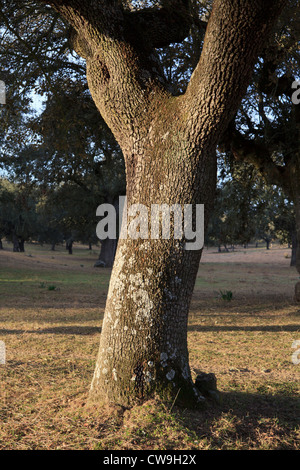 Steineichen (Quercus Ilex) in Dehesa Lebensraum. Extremadura. Spanien. Stockfoto