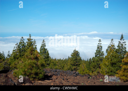Wald über den Wolken auf Vulkan Teide. Auf der Insel Teneriffa, Spanien Stockfoto