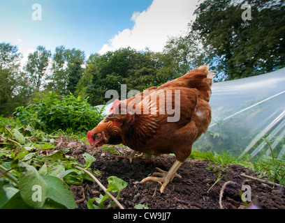 Hühner vor einem Folientunnel in einem Garten Shropshire, England Stockfoto