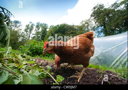 Hühner vor einem Folientunnel in einem Garten Shropshire, England Stockfoto