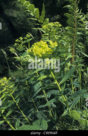 IRISCHE WOLFSMILCH Euphorbia Hyberna (Euphorbiaceae) Stockfoto