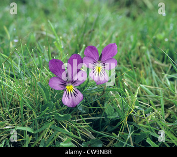 Berg-Stiefmütterchen Viola Lutea (Violaceae) Stockfoto