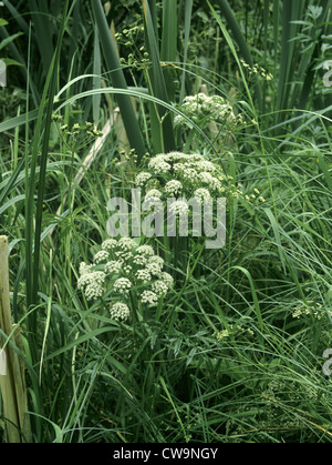WASSERSCHIERLING Cicuta Virosa (Apiaceae) Stockfoto