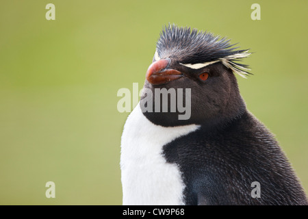 Felsenpinguin (Eudyptes Chrysocome Chrysocome), westliche Unterarten Stockfoto