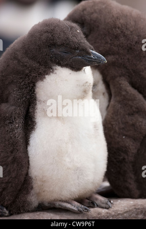 Felsenpinguin (Eudyptes Chrysocome Chrysocome), westliche Unterart, einem flaumigen Küken schlafen Stockfoto