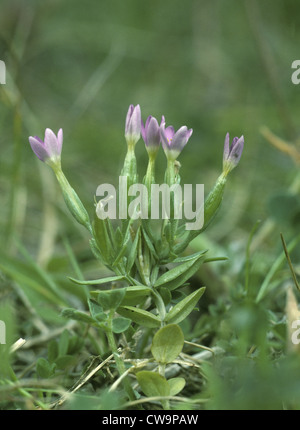 GERINGEREM TAUSENDGÜLDENKRAUT Centaurium Pulchellum (Gentianaceae) Stockfoto