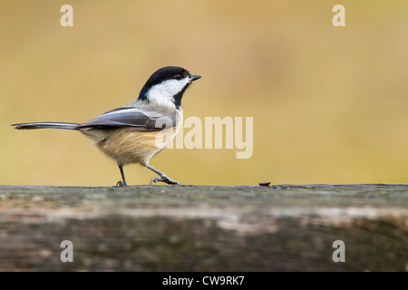 Schwarz-capped Chickadee stehend auf einem Stück Holz - weichen, warmen Hintergrund Stockfoto