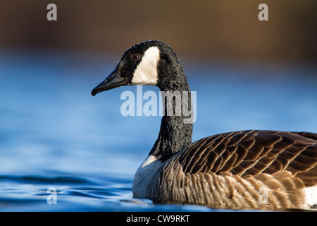 Kanada-Gans - detaillierte Nahaufnahme mit einem weich/verschwommenen Hintergrund Stockfoto