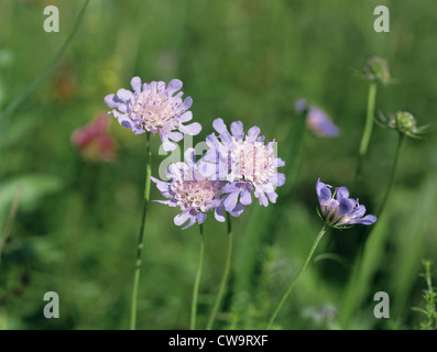 KLEINEN WITWENBLUME Scabiosa Kolumbarien (Dipsacaceae) Stockfoto