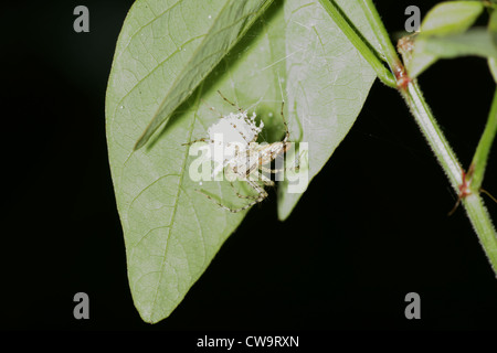 Gestreifte Lynx Spinne auf Blatt Stockfoto