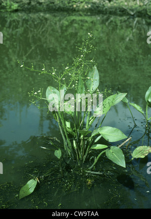 Wasser-Wegerich Alisma Plantago-Aquatica (Alismataceae) Stockfoto