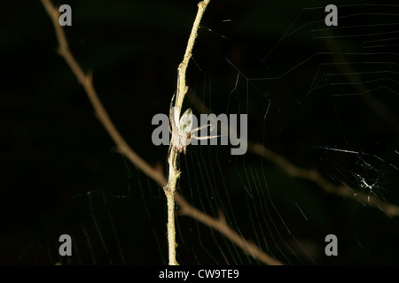 Tarnung Spinne auf Ast Stockfoto