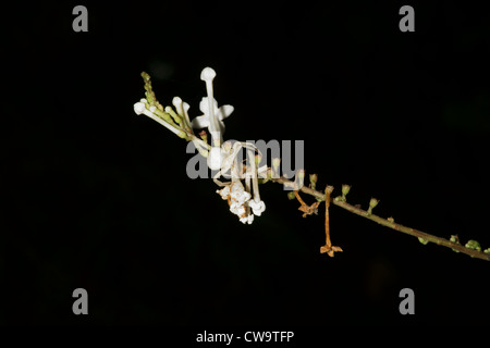 Weiße Krabbenspinne auf weiße Blume Stockfoto