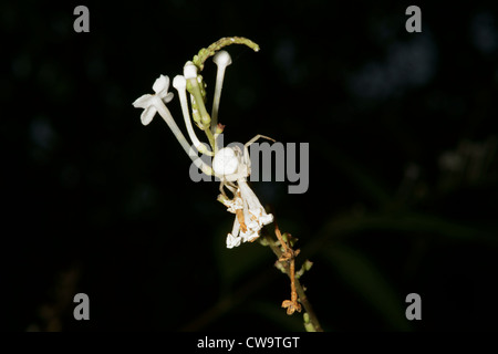 Weiße Krabbenspinne auf weiße Blume Stockfoto