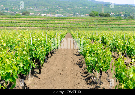 Weingut Taormina Sizilien Mediterranean Sea Island Stockfoto