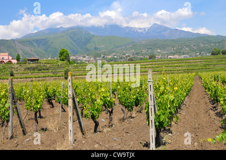 Weingut Taormina Sizilien Mediterranean Sea Island Stockfoto