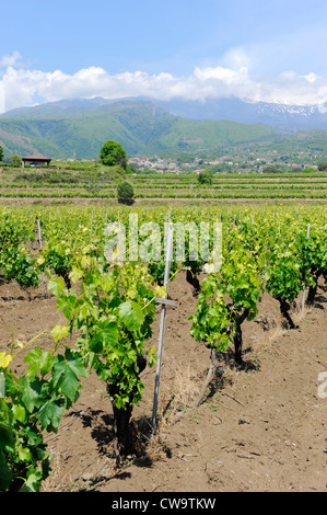 Weingut Taormina Sizilien Mediterranean Sea Island Stockfoto