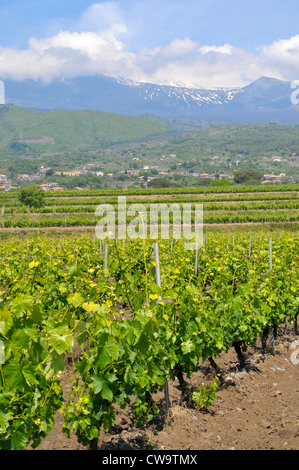 Weingut Taormina Sizilien Mediterranean Sea Island Stockfoto