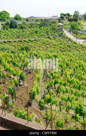 Weingut Taormina Sizilien Mediterranean Sea Island Stockfoto